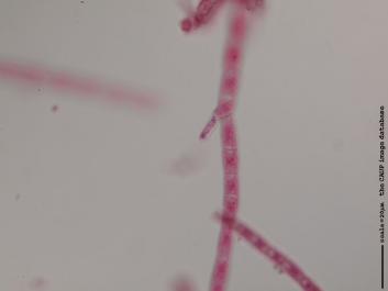R003 100x.JPG